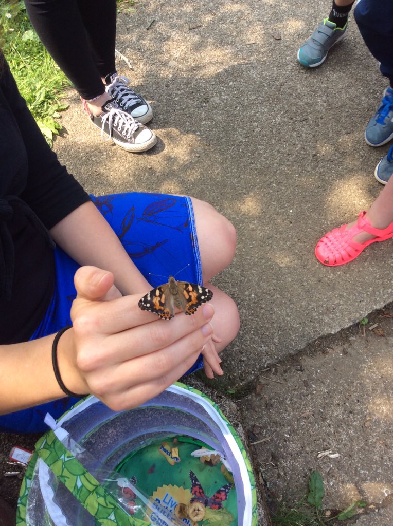 BubsyTownhill's tweet photo. Y3 saying goodbye to their butterflies and beetles today! #lifecyclecomplete https://t.co/1aWrzYGKb4