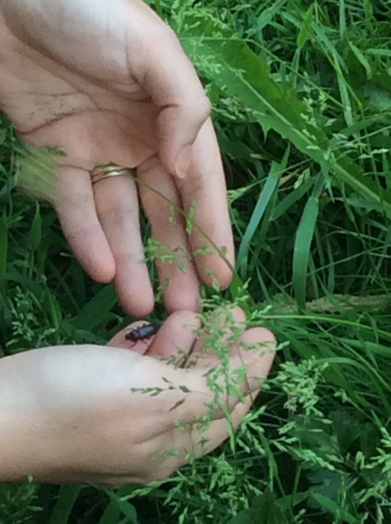 BubsyTownhill's tweet photo. Y3 saying goodbye to their butterflies and beetles today! #lifecyclecomplete https://t.co/1aWrzYGKb4