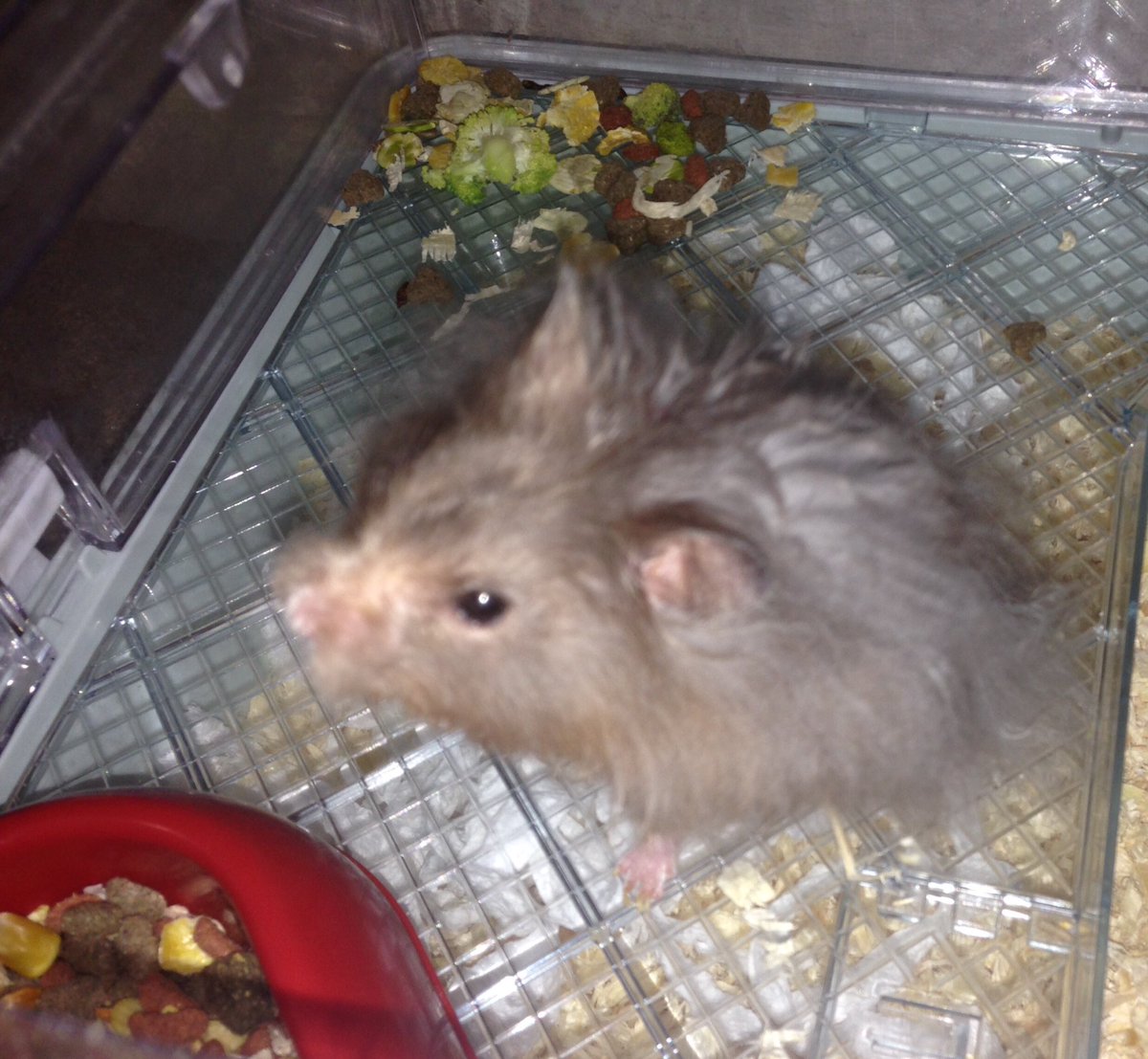 I've just had some brocco and now I'm burning those calories off with a run in my ball Hx