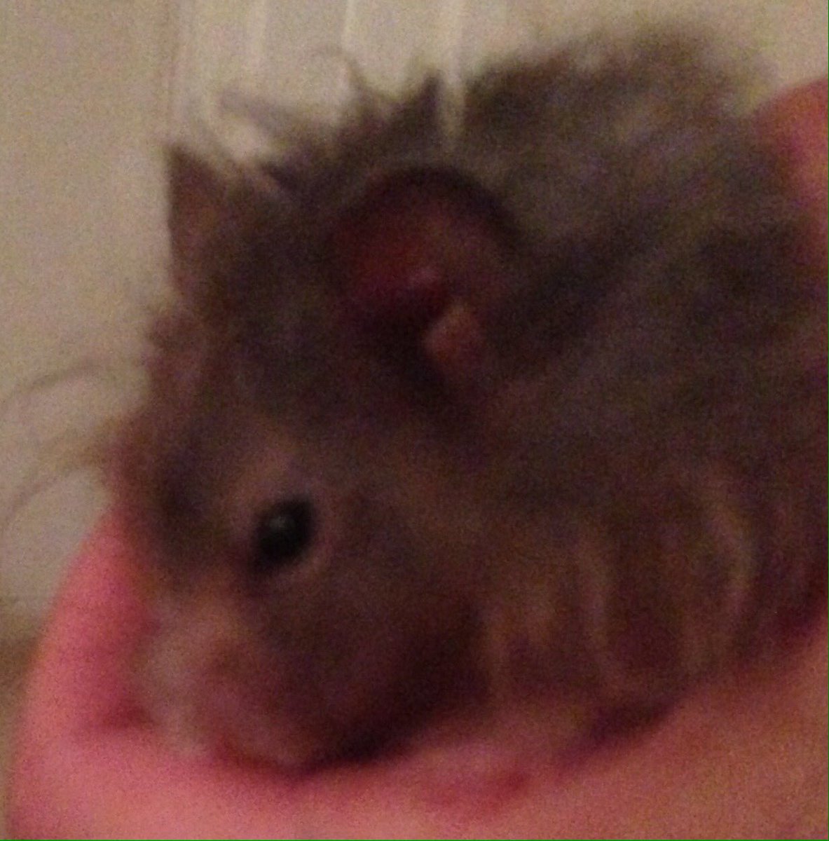 Male hoomin has given me cuddles, I likes cuddles Hx