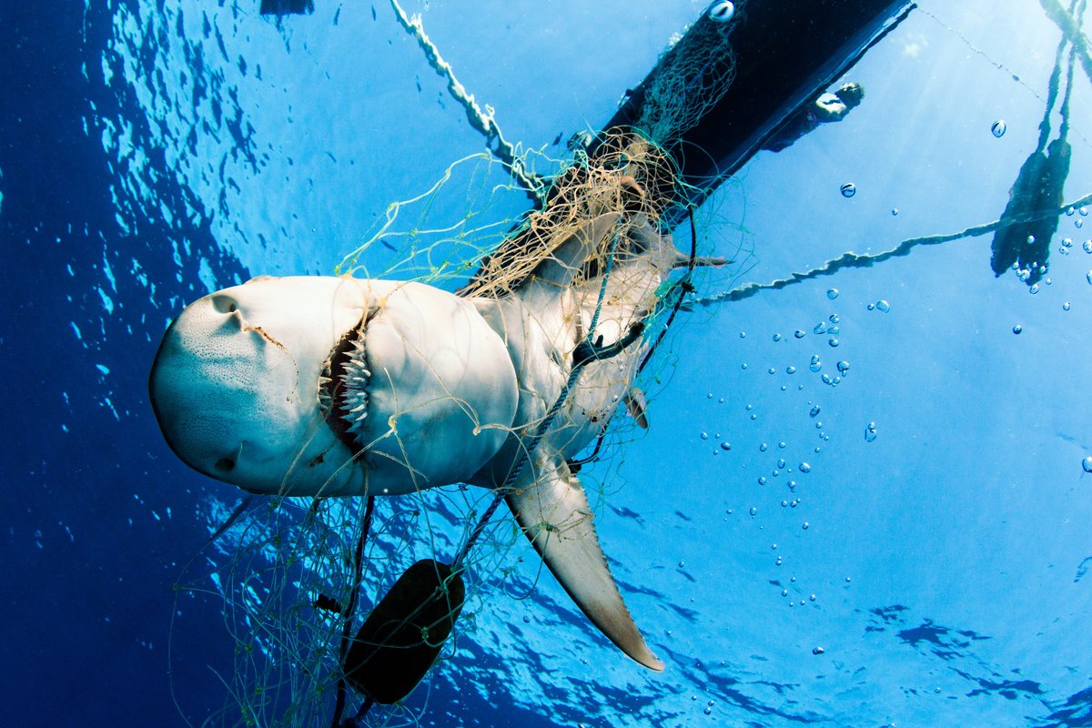 BlueVentures's tweet photo. Incredible photo story by @GarthCripps in @AJENews Madagascar: On the hunt for sharks https://t.co/S5Wzx15Pg3 https://t.co/ix9IXguc5b