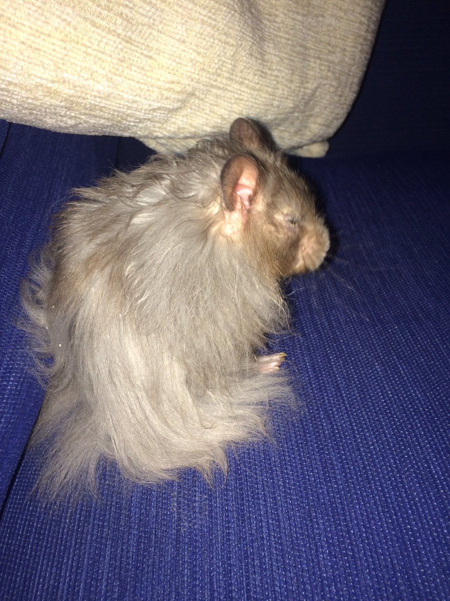 Oh my hams. I hafs had a grooming sesh wif hoom. She be using a toof brush. It hasn't helped my shutted eye though.