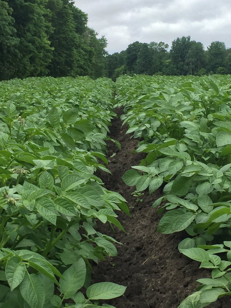 BlizmanProduce's tweet photo. Little buds starting to come on these #potatoplants #bringme rain #norfolkcounty #plant16 https://t.co/OS2qoN2V0v
