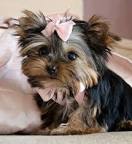 lexygloryy's tweet photo. #RipMissy i miss you little sister i love you 💖💖💖💖💖💖😢😢😢😢😢😢 https://t.co/O4Rq4kT5fb