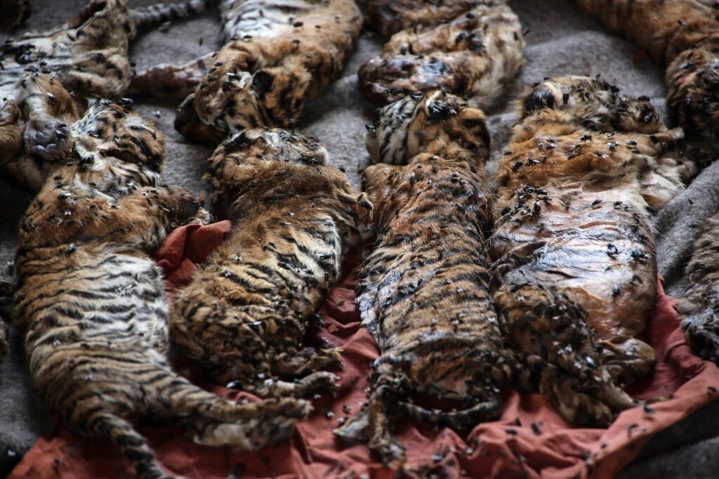 Protect_Wldlife's tweet photo. Please Read &amp; RT: Tiger Temple: Temple Discipline Too Little, Too Late? https://t.co/KpO6uoCx7p via @protect_wldlife https://t.co/UJuVRuhlbd