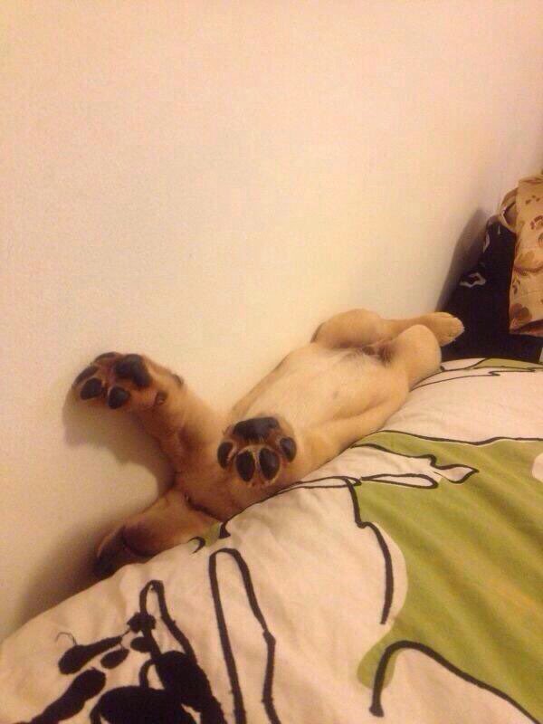 PuppiesYouNeed's tweet photo. When you can't do school anymore! https://t.co/sR4he2zShR