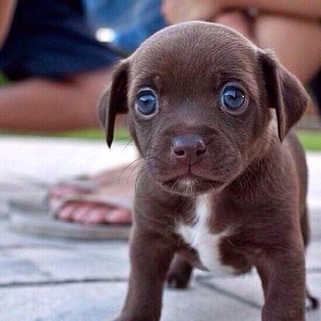 PuppiesYouNeed's tweet photo. 😍 https://t.co/zDoj25c2BW