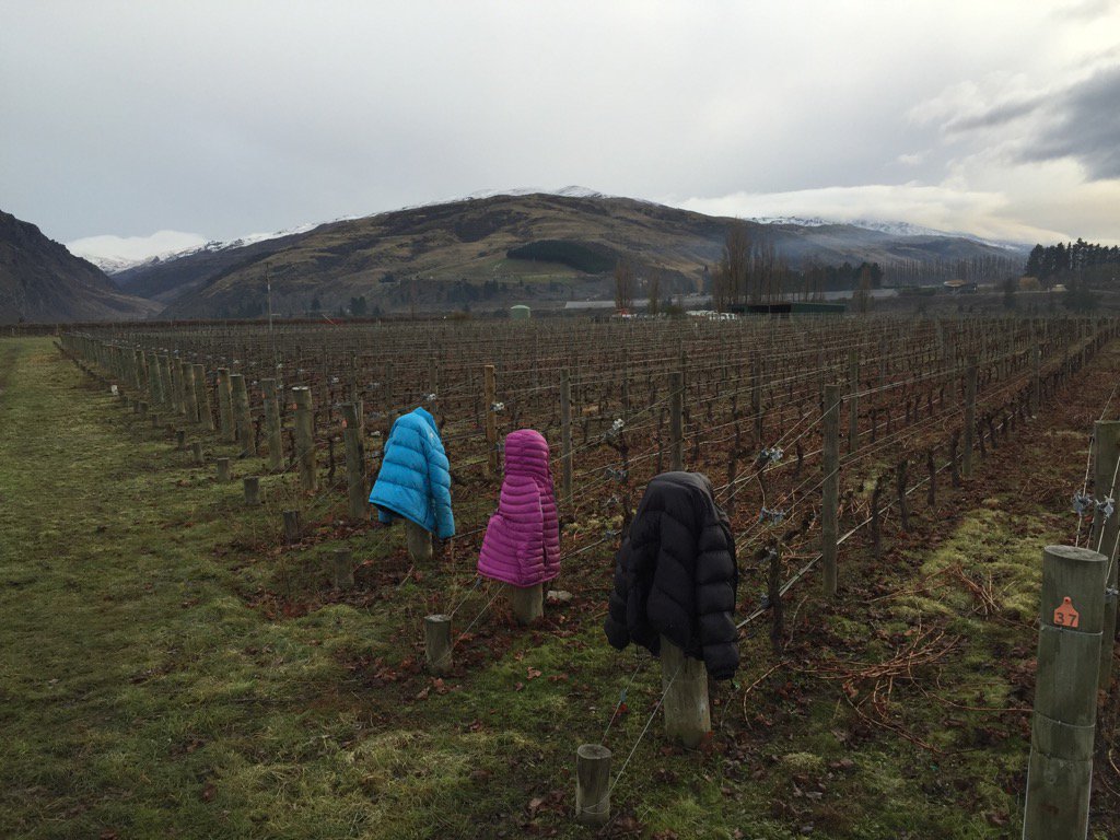 Must be a bit warmer today, down jackets are off already. <a href="/TerraSanctaWine/">Terra Sancta</a> #nzwine #pinotcentral #centralotago