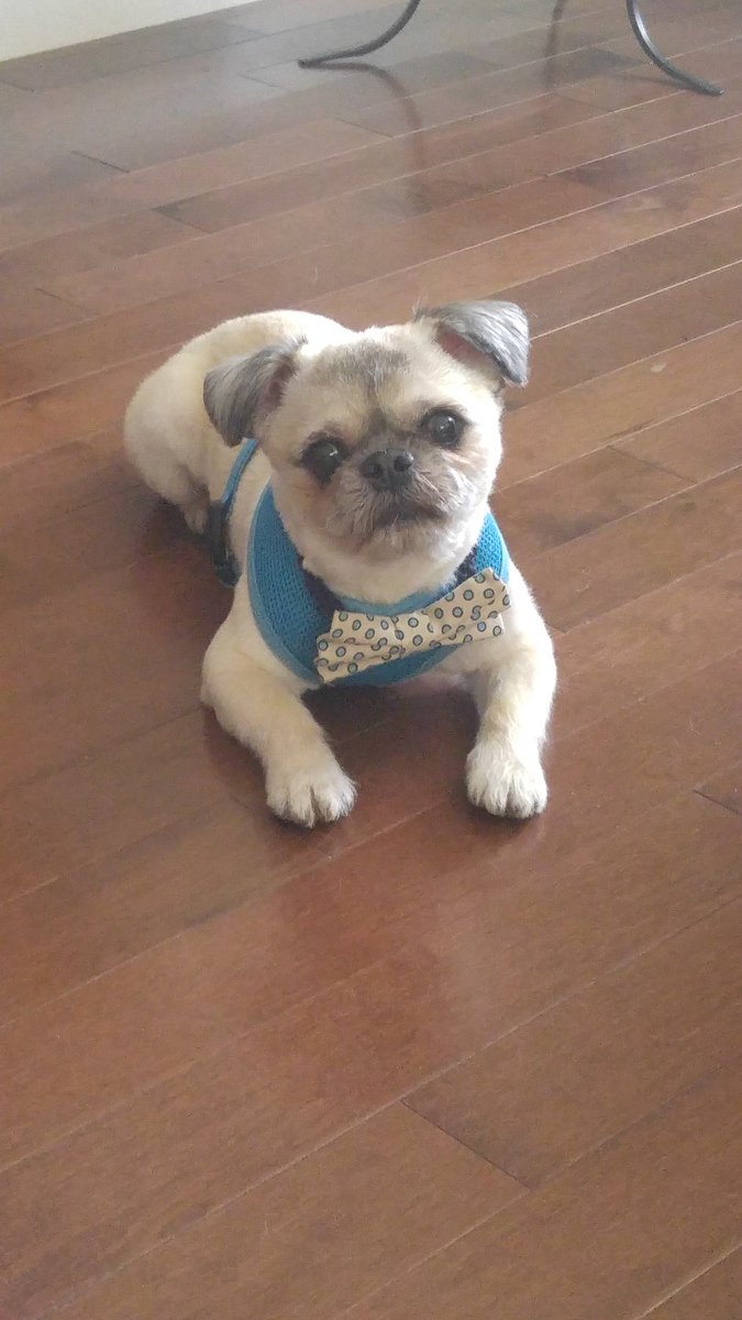 FelixthePugzu's tweet photo. Got my hair did!! My Nana is the best groomer ever!! #spaday #fluffnpuff #lookMaImapug BOL!! https://t.co/aULMzBN0jH