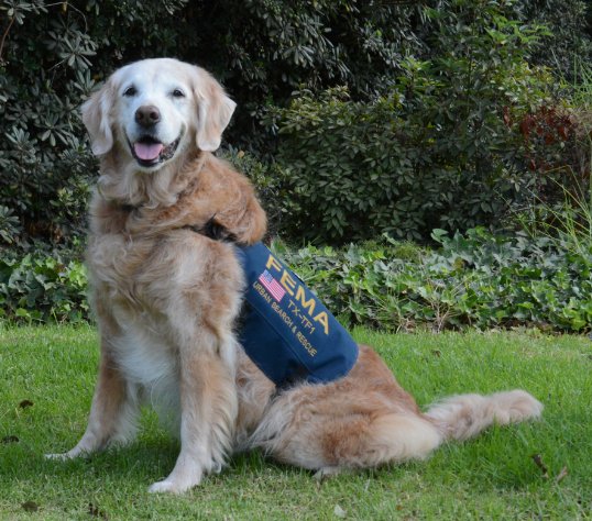 DHSgov's tweet photo. American heroes come in all breeds. We salute Bretagne, the last surviving 9/11 @FEMA search &amp; rescue dog https://t.co/jIBOwASO4Y