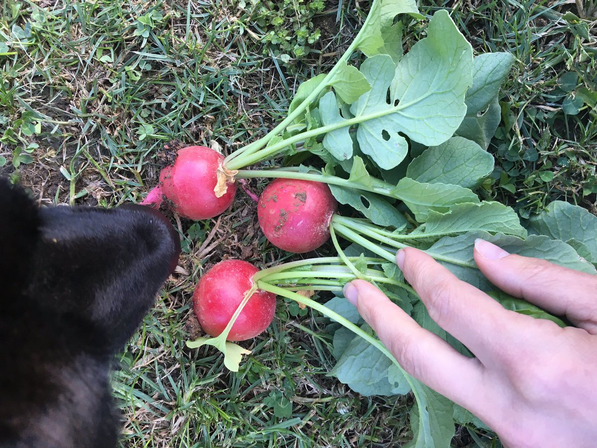 xKxBABYx's tweet photo. The first from the garden :) and Bella's inspecting https://t.co/ZWRq7LPXx1