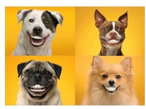 BorrachosVIP's tweet image. Como te ves después de que te quitan los brackets.