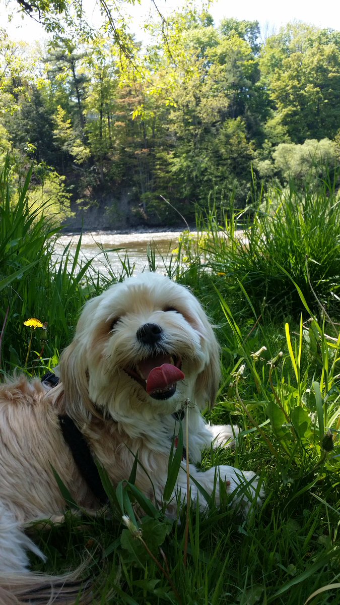 henrythemorkie's tweet photo. Loving nature &amp; the weather... 
#dogsoftwitter #dogs #doglover #morkies https://t.co/2QsoK1xmhc