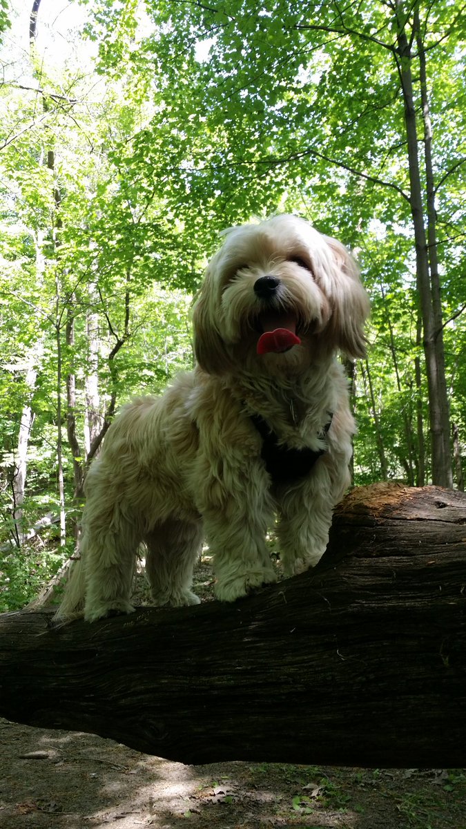 henrythemorkie's tweet photo. I still love roaming in the woods!
#morkies #doglife #morkies #nature https://t.co/CD9IViPpLj