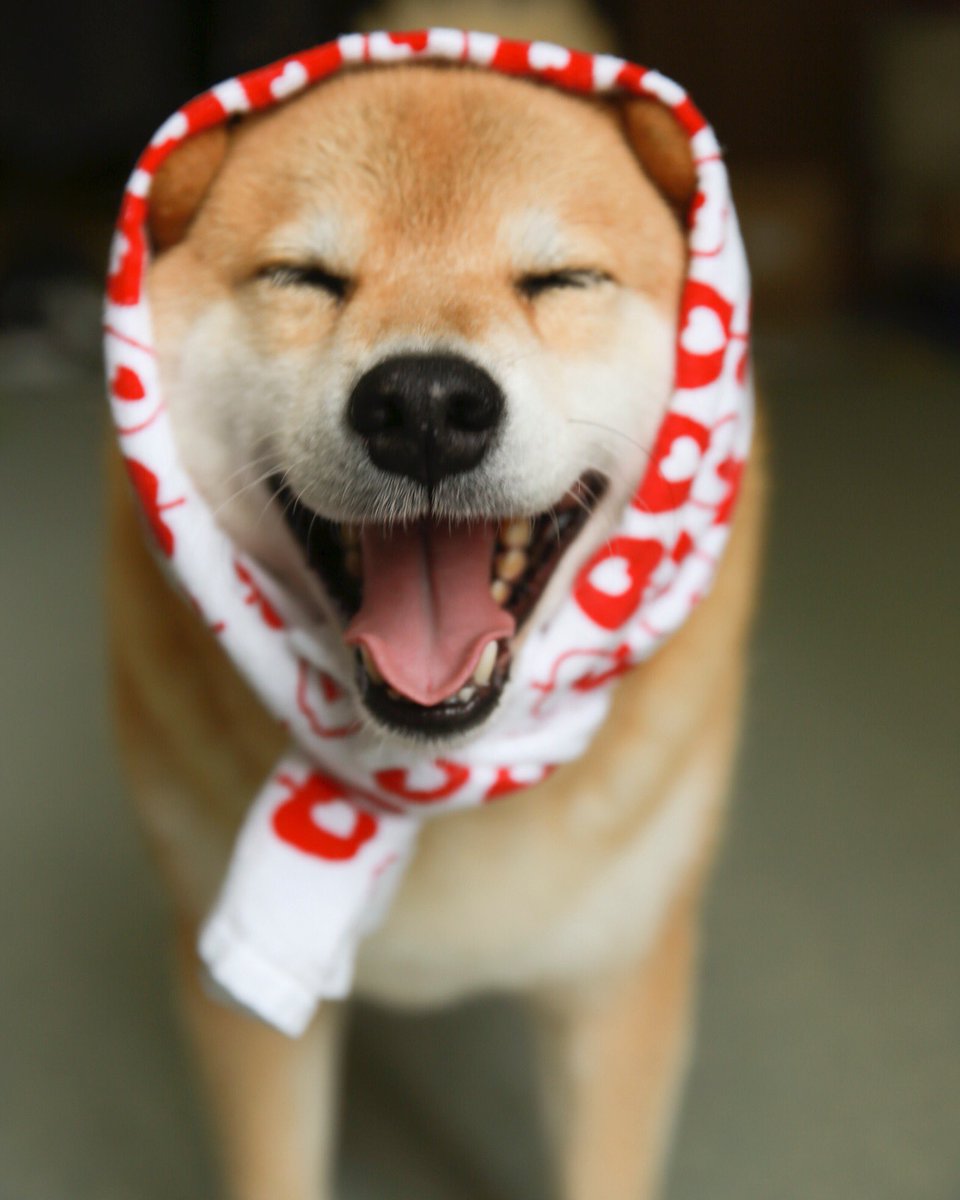 柴犬まる 梅雨時期の壁紙としてお使いください