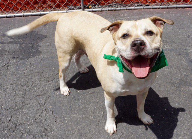 gaviota330's tweet image. nycdogs.urgentpodr.org/2016/05/taz-a1…
2DIE 6/9
FRIENDLY
GREAT PERSONALITY
#RESCUE 
nycacc.org/PublicAtRisk.h…
HELPDOGS@URGENTPODR.ORG