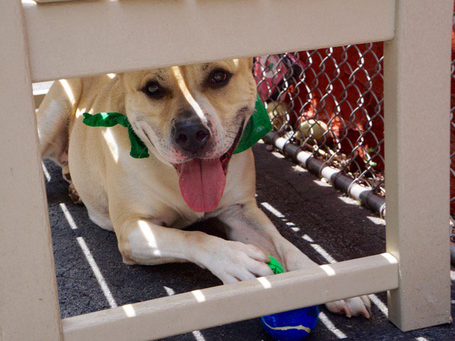 gaviota330's tweet image. nycdogs.urgentpodr.org/2016/05/taz-a1…
2DIE 6/9
FRIENDLY
GREAT PERSONALITY
#RESCUE 
nycacc.org/PublicAtRisk.h…
HELPDOGS@URGENTPODR.ORG