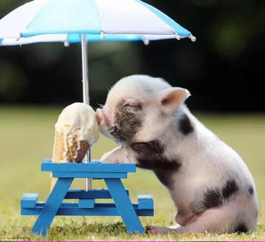 incredibleviews's tweet image. If you're having a bad day and need a reason to smile, here's a piglet enjoying some ice cream