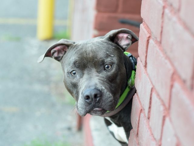 gaviota330's tweet image. nycdogs.urgentpodr.org/2016/05/maywea…
2DIE 6/9
2 Y OLD
AFFECTIONATE
GOOD WITH
KID/CAT/DOG
#RESCUE
#FOSTER
HELPDOGS@URGENTPODR.ORG