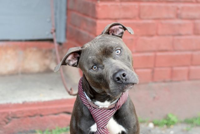 gaviota330's tweet image. nycdogs.urgentpodr.org/2016/05/maywea…
2DIE 6/9
2 Y OLD
AFFECTIONATE
GOOD WITH
KID/CAT/DOG
#RESCUE
#FOSTER
HELPDOGS@URGENTPODR.ORG