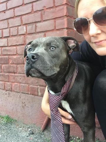 gaviota330's tweet image. nycdogs.urgentpodr.org/2016/05/maywea…
2DIE 6/9
2 Y OLD
AFFECTIONATE
GOOD WITH
KID/CAT/DOG
#RESCUE
#FOSTER
HELPDOGS@URGENTPODR.ORG