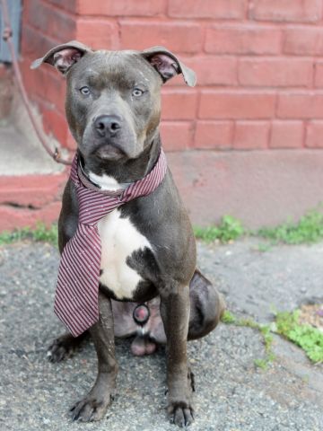 gaviota330's tweet image. nycdogs.urgentpodr.org/2016/05/maywea…
2DIE 6/9
2 Y OLD
AFFECTIONATE
GOOD WITH
KID/CAT/DOG
#RESCUE
#FOSTER
HELPDOGS@URGENTPODR.ORG