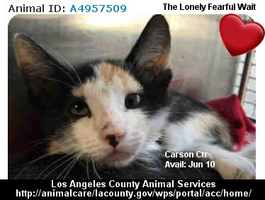 MIPooh's tweet image. #LosAngeles
100s of Shelter #Pets Wait 2Go Home
#Adopt 1

Who's Gonna Make U Smile 2Day LA?
#California #Kitty #Cats