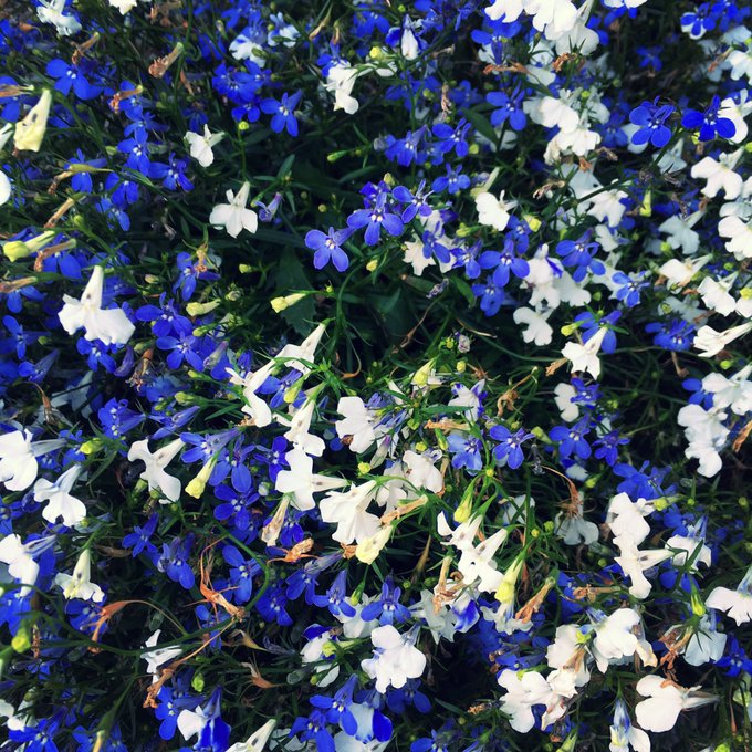 Twitterのコスプレ画像18