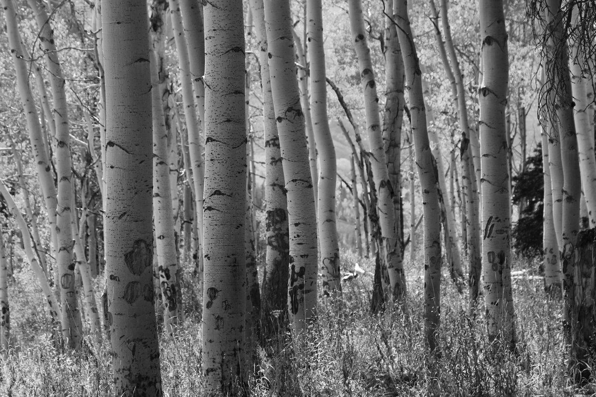 colbydkendell's tweet image. &quot;This is an #aspen, you can tell that it&apos;s an #aspentree because of the way it is.&quot; -Lenny Pepperbottom #mountains