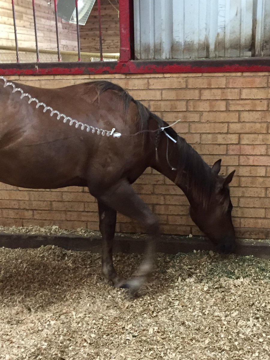 eliteperfhorses's tweet photo. Please say a #prayer tonight for our #yearling colt. He's not feeling so good. #getwellharry #aqha #quarterhorse https://t.co/zjhGJIKJM7