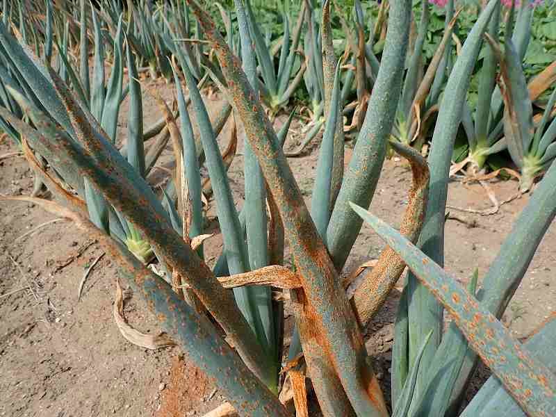 八木明々 Sur Twitter 農薬を使わないとネギは例外無くサビ病にやられます 見た目は ですが緑の葉を落とし2皮剥いて食べます スーパーで販売されているネギは雨合羽に防毒マスク装備で何度も消毒 残留農薬バリの見た目の良い汚野菜 畑未経験者には究極の選択か