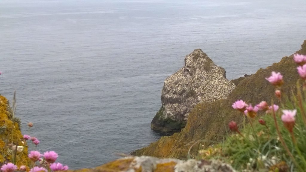 WOOLFISHKNIT's tweet photo. On a knitting retreat and we went up to St Abbs head. My favourite place in the whole wide world https://t.co/LFJtZ6fo88
