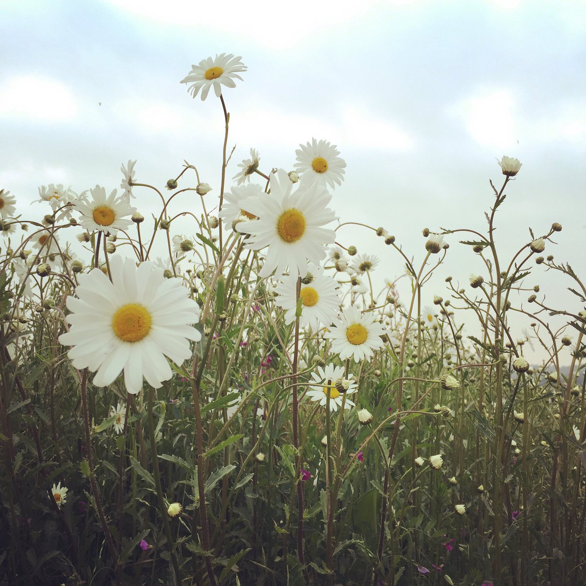 LidhamHillFarm's tweet photo. Awash with daisies in the meadow. https://t.co/y2q0IbLbwB
