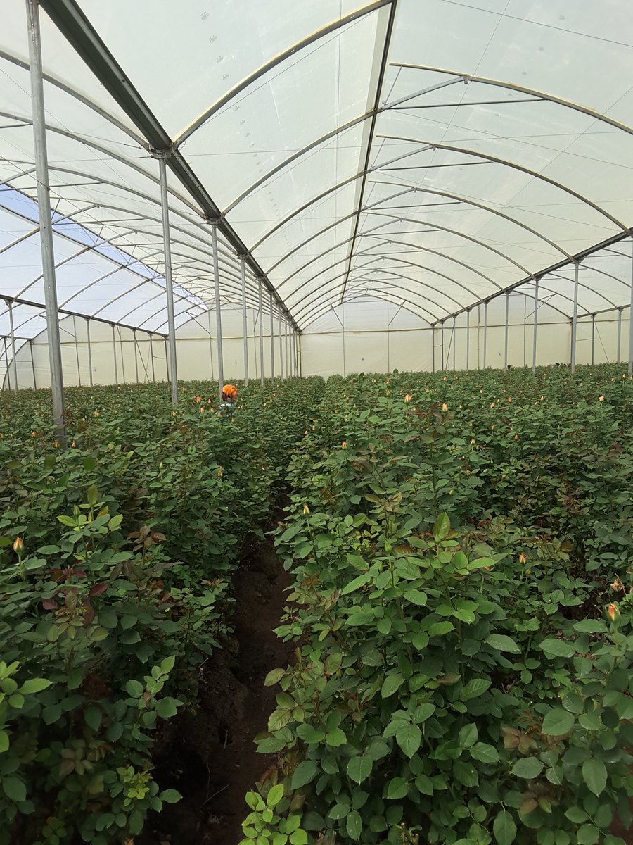 HMASusanna's tweet photo. The world's largest rose garden in Ziway. 15,000 jobs. Fairtrade. Roses in UK tomorrow morning. https://t.co/8u3bNHYBBB