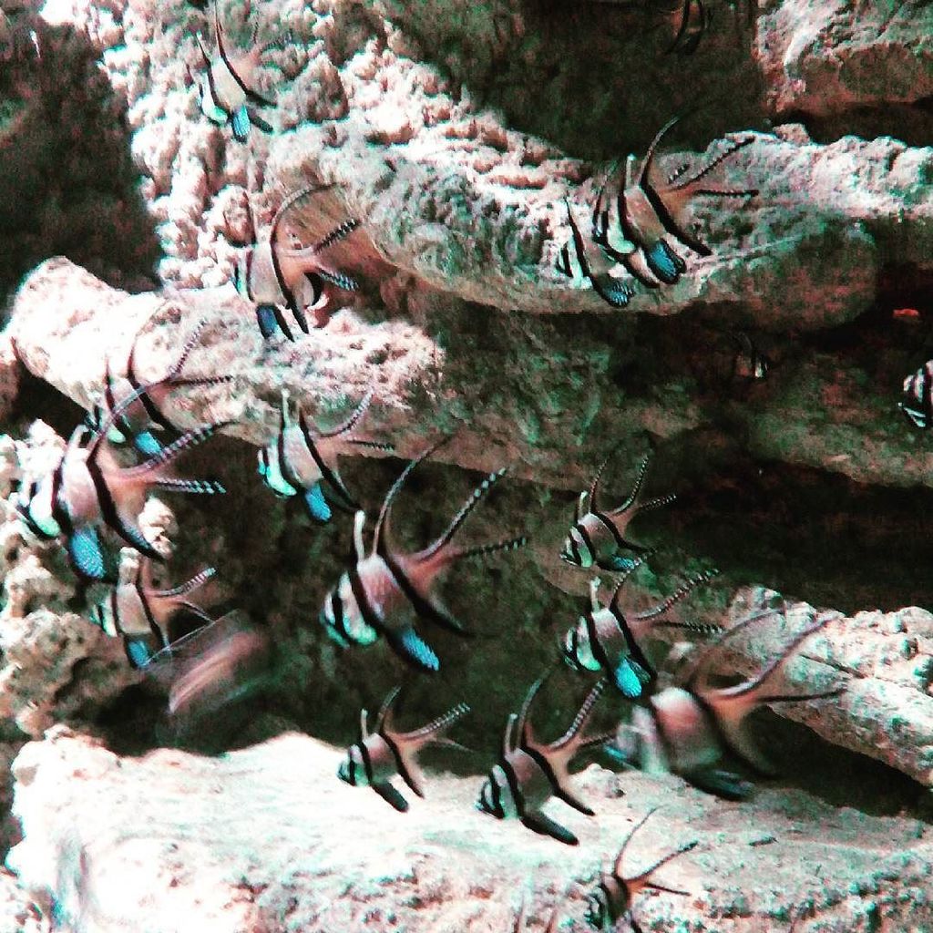 shopperviajero's tweet photo. #pecesdecolores colores #fishes #colourfishes #peces #chillout #acuarius #AcuarioSevilla #… https://t.co/Gf5td507z0 https://t.co/nMo0sQqoLa
