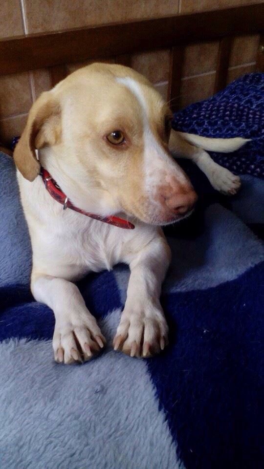 ritavon2's tweet photo. @ProtecTorres SANTON ya está recuperado! Es alegre,entregado y jugueton!Busca familia! #Murcia #Adopta https://t.co/zxEmszIz8Y