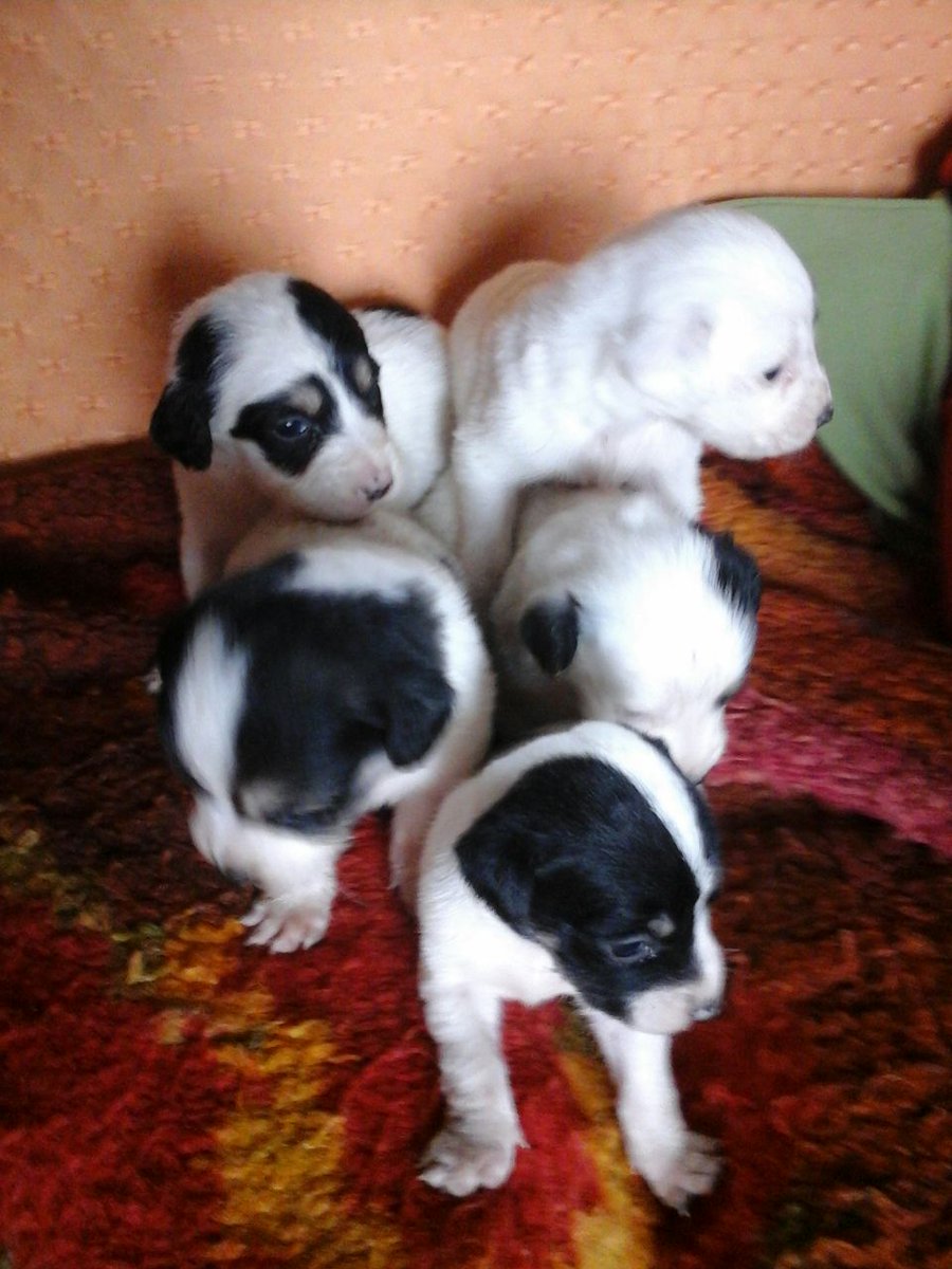 maxi_lezcano's tweet photo. @LarrydeClayOK @catherine_fulop @sebatramp @valientesoledad Cachorros buscan hogar en BERNAL, ZONA SUR RT 1538006211 https://t.co/BxOCzSXalT