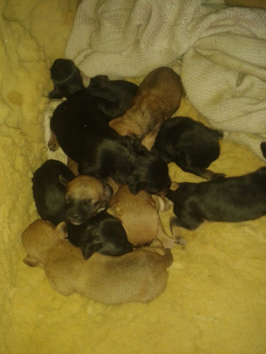 maxi_lezcano's tweet photo. @LarrydeClayOK @catherine_fulop @sebatramp @valientesoledad Cachorros buscan hogar en BERNAL, ZONA SUR RT 1538006211 https://t.co/BxOCzSXalT