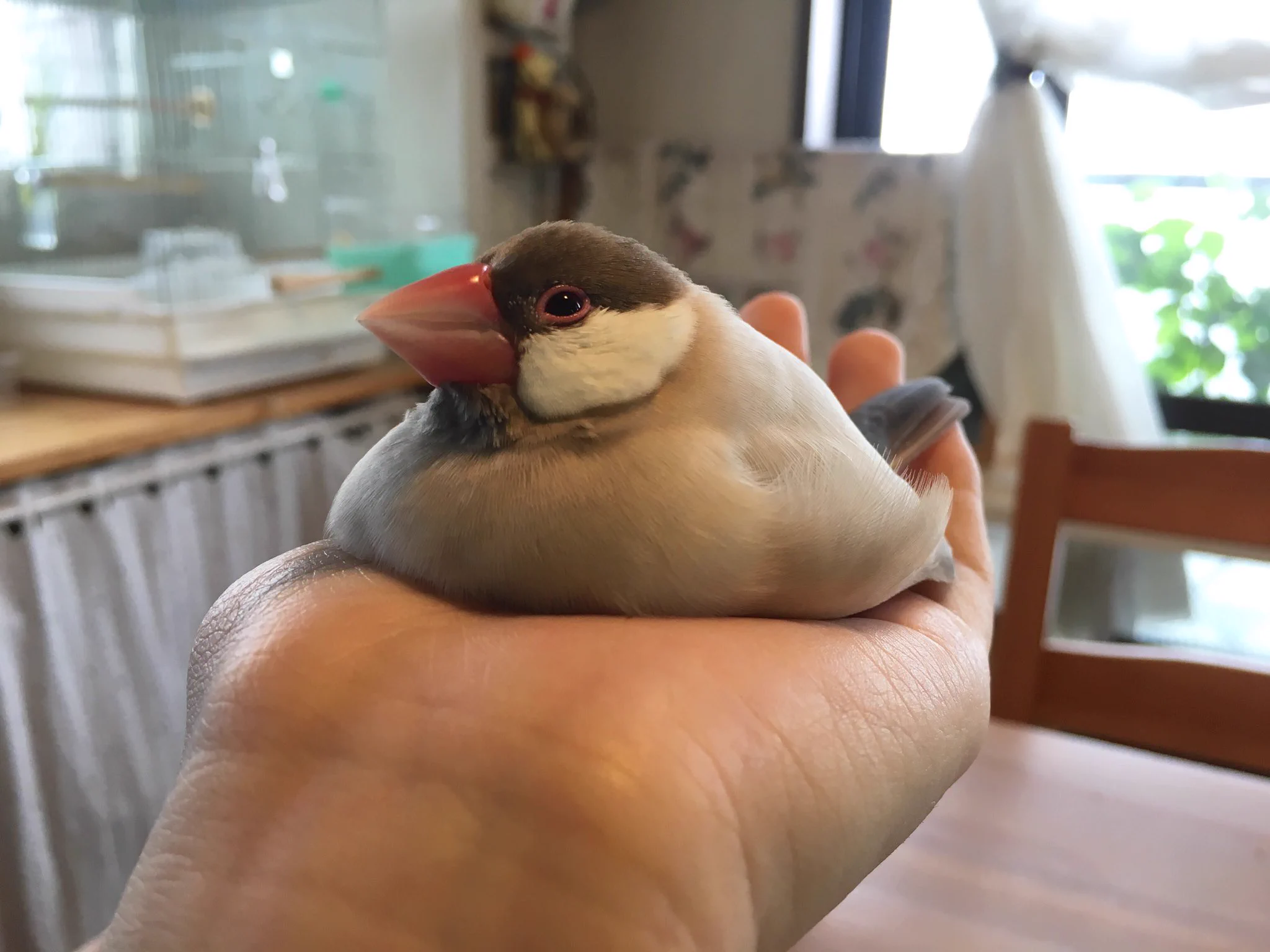 た、たまらんｗｗｗ手のひらに乗った文鳥・・あまりの気持ちよさに溶けだしてるｗｗｗｗｗ