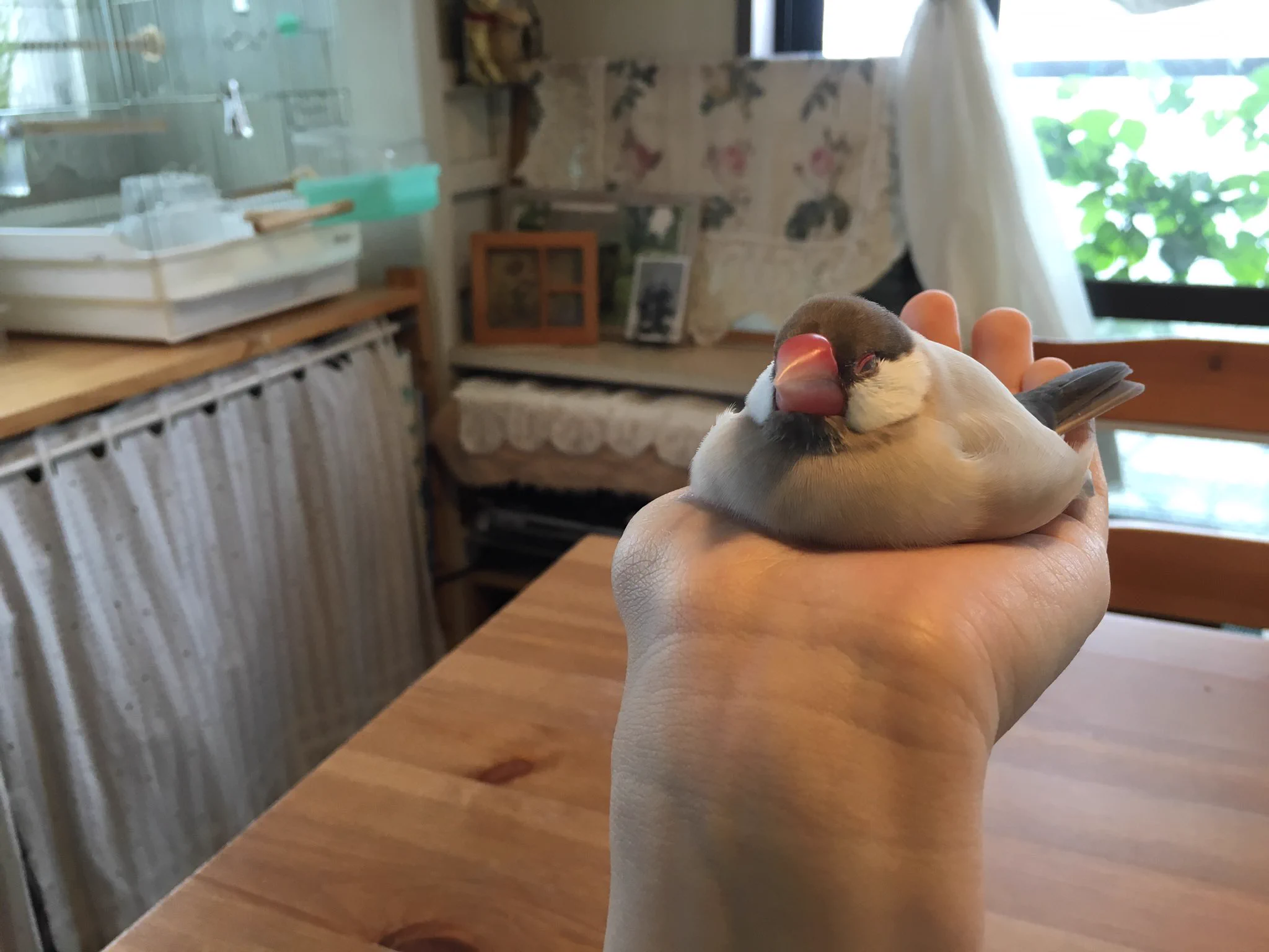 た、たまらんｗｗｗ手のひらに乗った文鳥・・あまりの気持ちよさに溶けだしてるｗｗｗｗｗ