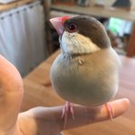 た、たまらん!手のひらに乗った文鳥・・あまりの気持ちよさに溶けだしてる!