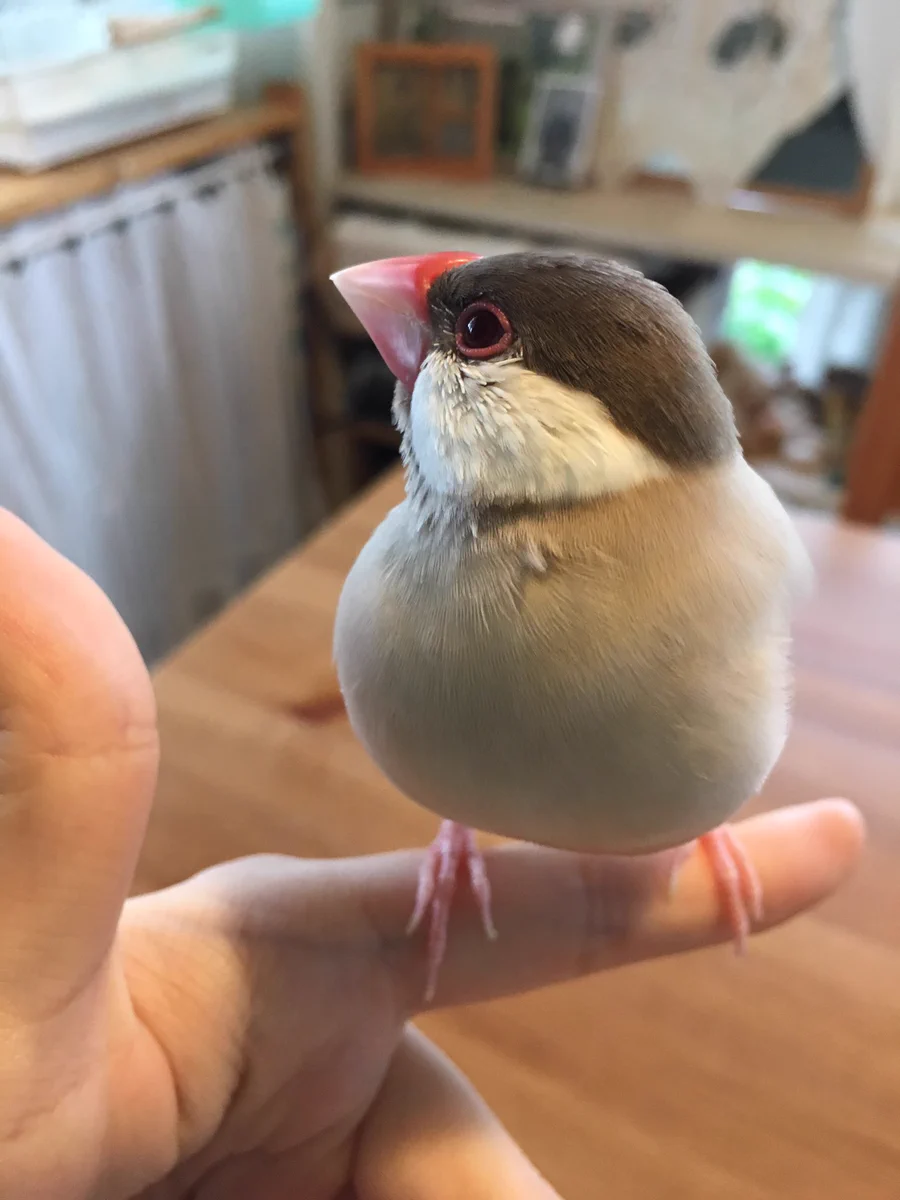 た、たまらんｗｗｗ手のひらに乗った文鳥・・あまりの気持ちよさに溶けだしてるｗｗｗｗｗ