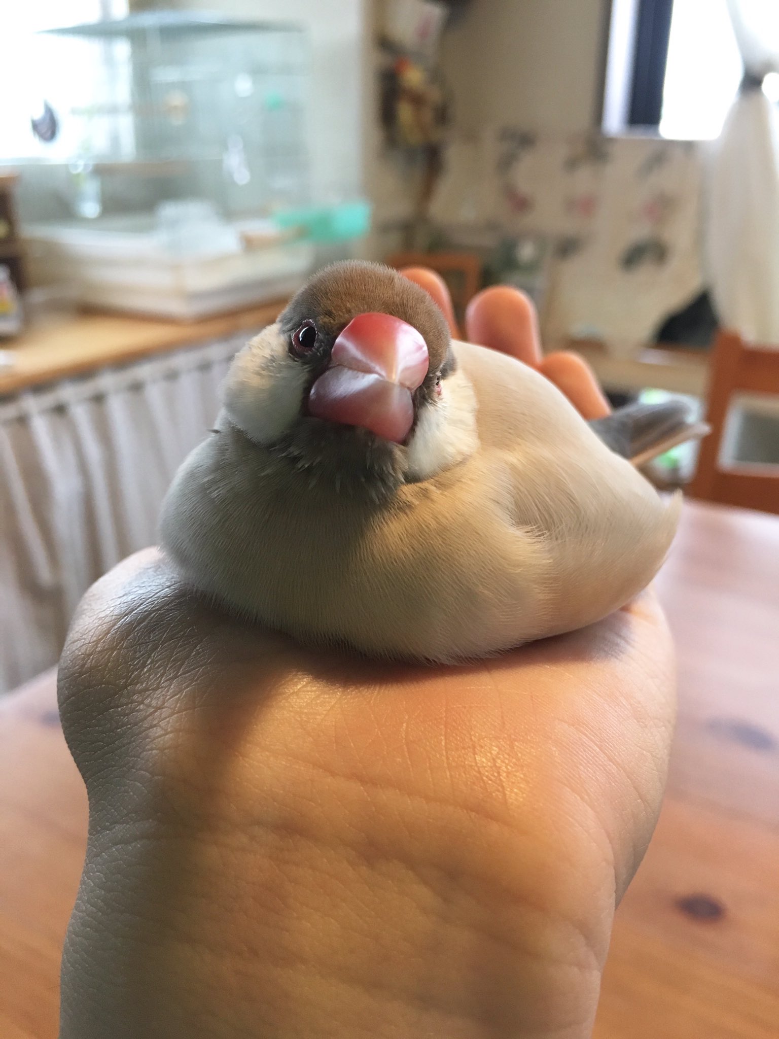 文鳥英文