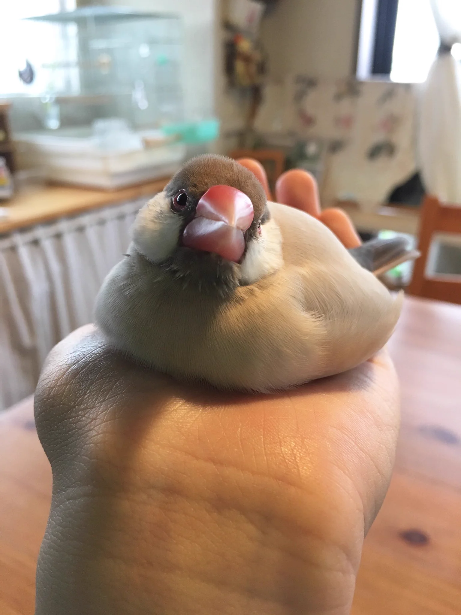 た、たまらんｗｗｗ手のひらに乗った文鳥・・あまりの気持ちよさに溶けだしてるｗｗｗｗｗ