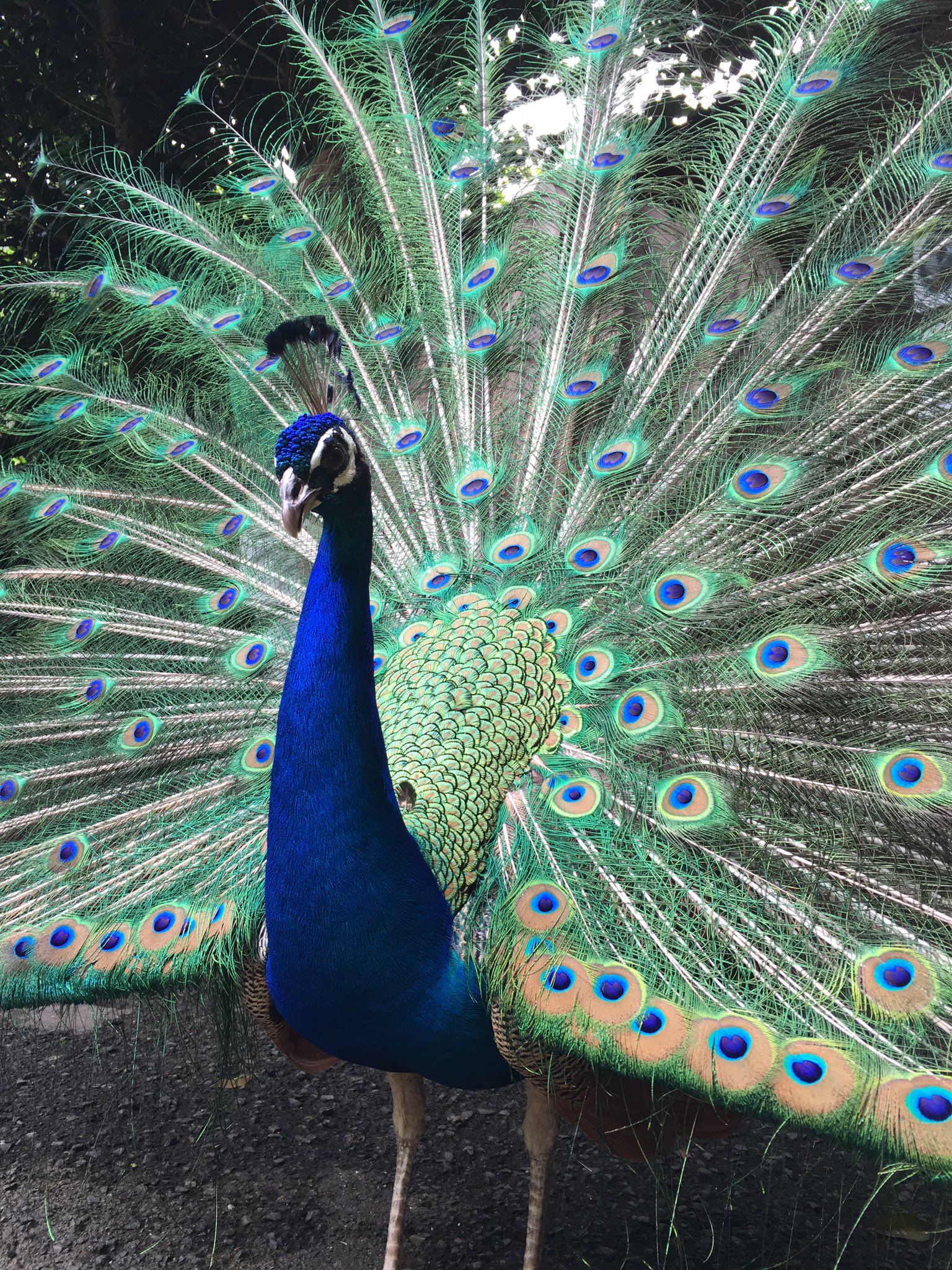 長崎バイオパーク公式 クジャクのオスが求愛していました 羽根を広げてメスを追う姿は追い込み漁にしか見えませんが クジャクなりのアピールなんですね きっと T Co Rrvpyqkknl Twitter 長崎バイオパーク公式 クジャクのオスが求愛していました 羽根を広げてメスを追う姿は追い込み漁にしか見えませんが クジャクなりのアピールなんですね きっと T Co Rrvpyqkknl Twitter