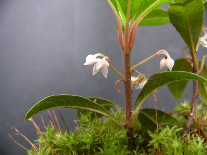 ヤブコウジの育て方 植え付けや剪定方法から上手な増やし方まで解説 3ページ目 Botanica