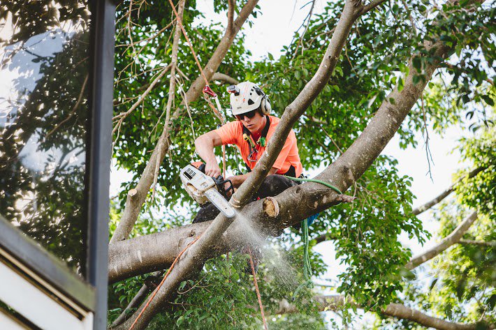TreezyBrisbane's tweet photo. Tree cutting Service
 https://t.co/QiFJr5tTfX
 #treecutting #treetrimming #treeremoval #treeprunning https://t.co/KfuZ5dNWmV