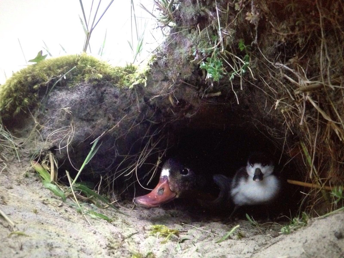 richardtkiewiet tweet media