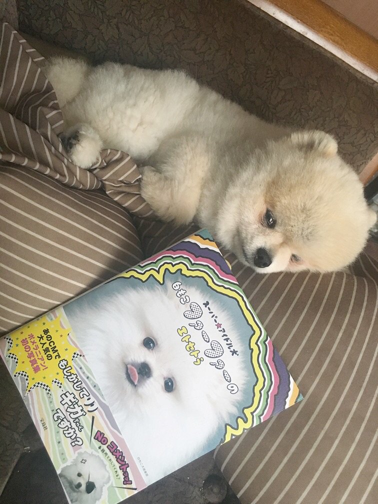 とっきー V Tvittere 他者への興味がなさすぎるマイペース犬 Rt Temari 0723 てまり ポメのアイドル ファーファーちゃんの写真集が届いたよ 興味ない D ポメラニアン T Co Xtgazsvo2b