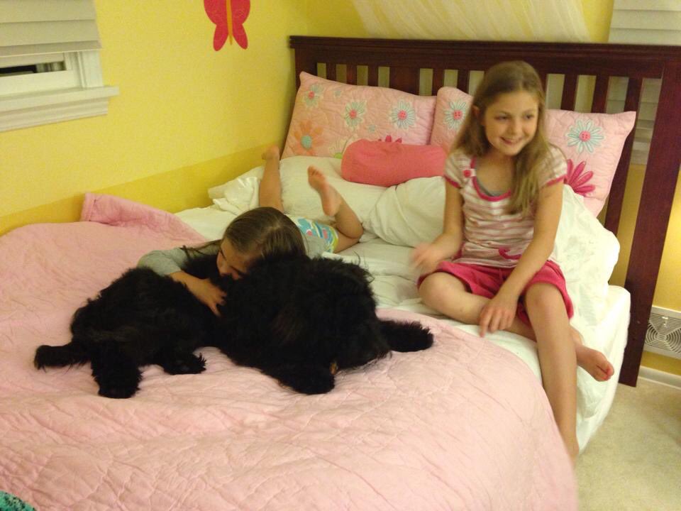 michelleny's tweet image. Sisters and their fluffy brother....bedtime giggles fill the house with happiness!